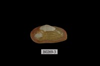 藏品(中華曇蛤)的圖片